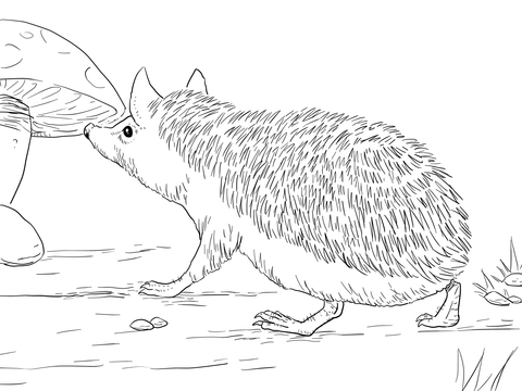 Long Eared Hedgehog Coloring Page